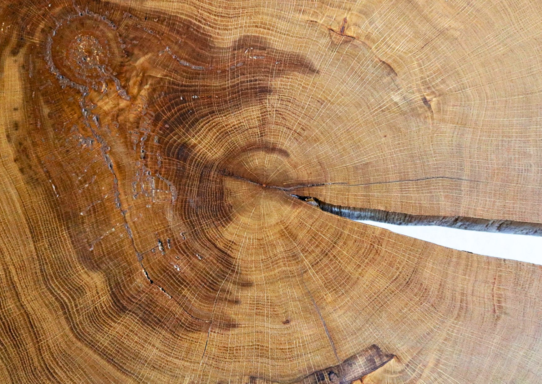 Holz in Bewegung: So vermeidest Du Risse in Deinen Massivholzmöbeln